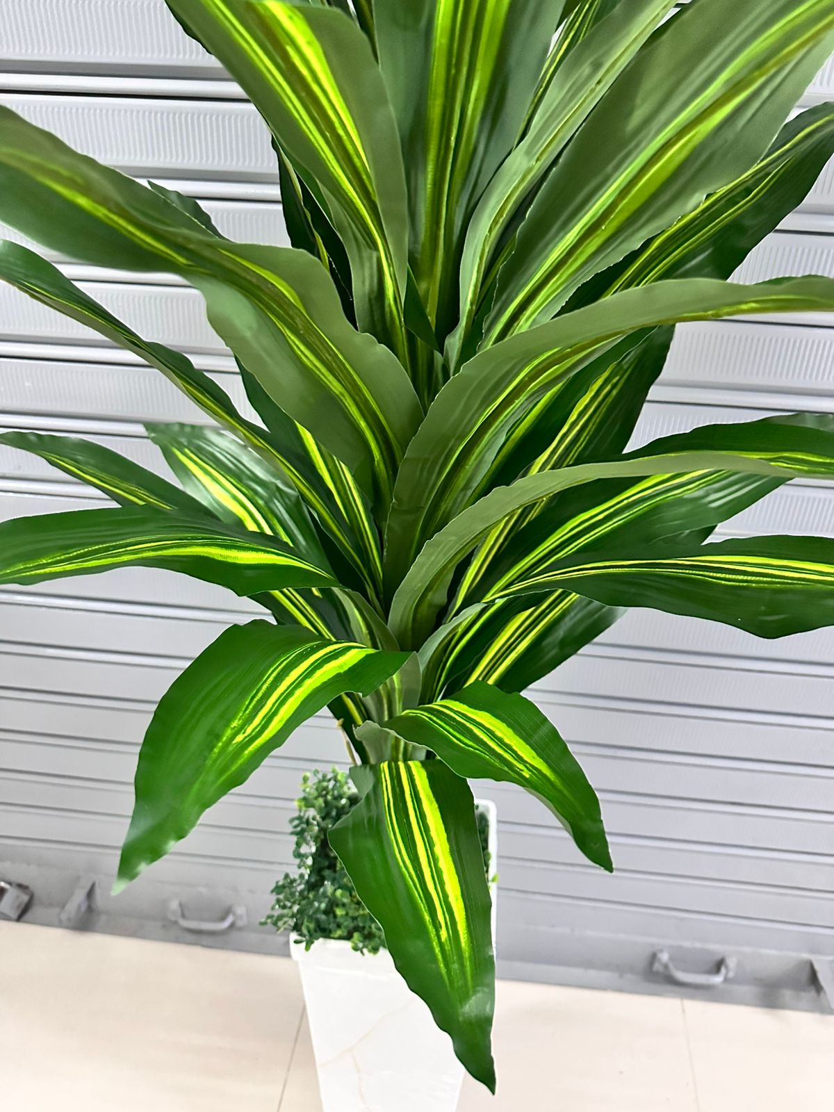 Planta Dracenia 160cm
